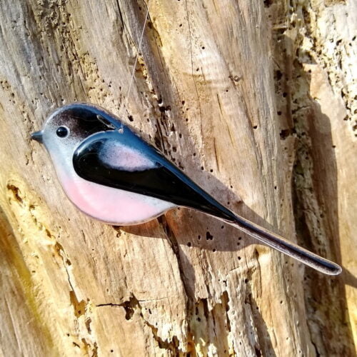 Long-tailed tit