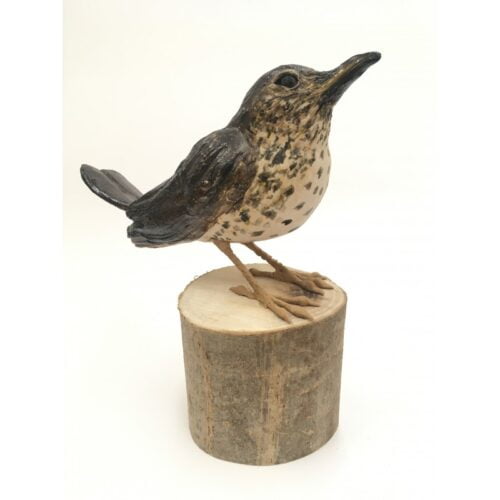clau song thrush in clay standing on a round branch