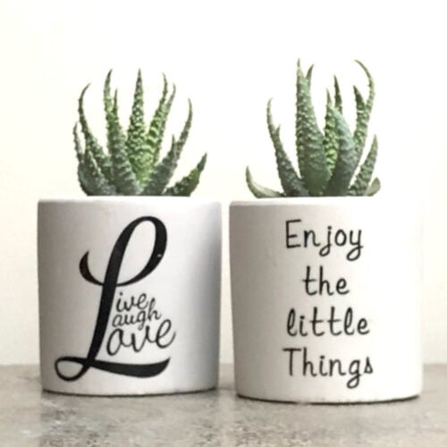 Live Laugh Love and Enjoy the Little Things planting kit with aloe, Cactus Parlour