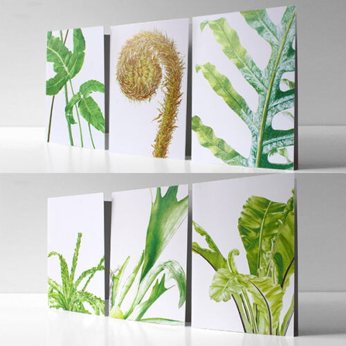 Pack of six fern cards by Marianne Hazlewood