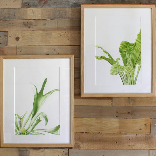 Limited edition Giclee prints - Staghorn & Birds Nest Fern
