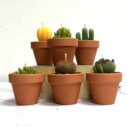 cactus parlour - cactus succulent tealights in terracotta pots